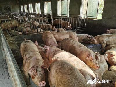 襄州:生猪产能加快恢复 着力提升保障能力