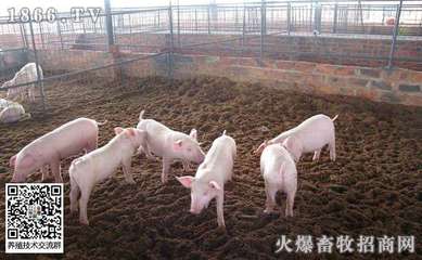 春季如何做好猪的饲养工作?春季猪常见病有哪些?