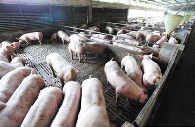 一人可养2000头猪,猪场用水量节约80%,是这样做到的
